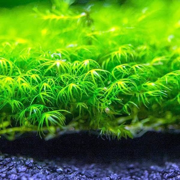 Fissidens fontanus - Fissidens Moss - 5*5 Yeni Sarım Canlı Akvaryum Bitkisi